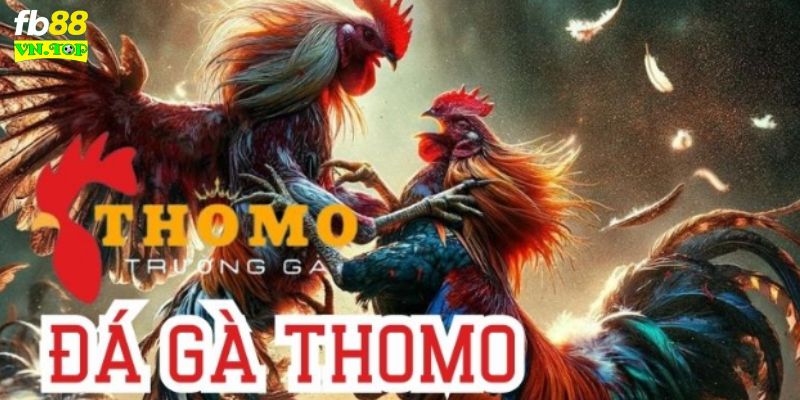 Đá gà trực tiếp Thomo