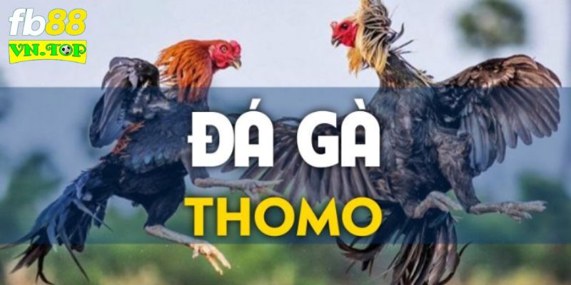 Luật chơi đá gà thomo cơ bản