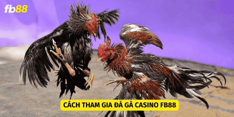 Tham gia đá gà casino tại FB88 đơn giản qua 4 bước